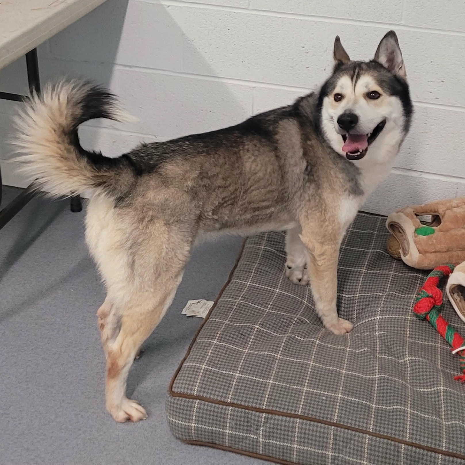 Enlarge Conroy! Gorgeous Boy!, a ADOPTABLE mixed breed in Meriden, CT image 4/6