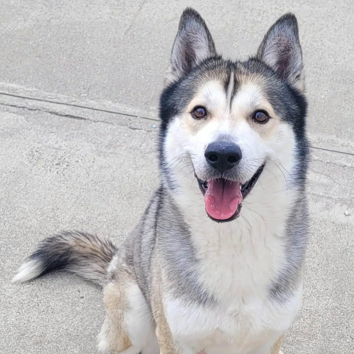 Enlarge Conroy! Gorgeous Boy!, a ADOPTABLE mixed breed in Meriden, CT image 1/6