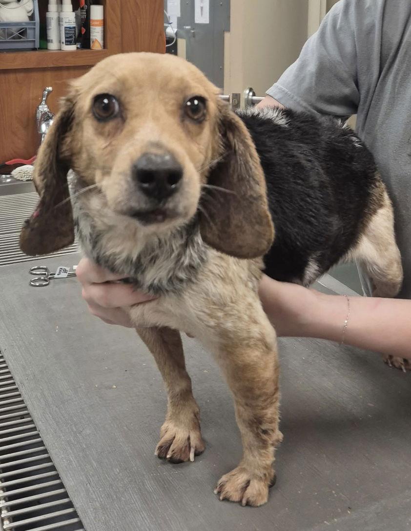 Dolly, a Adoptable Beagle in York, SC image 1/3
