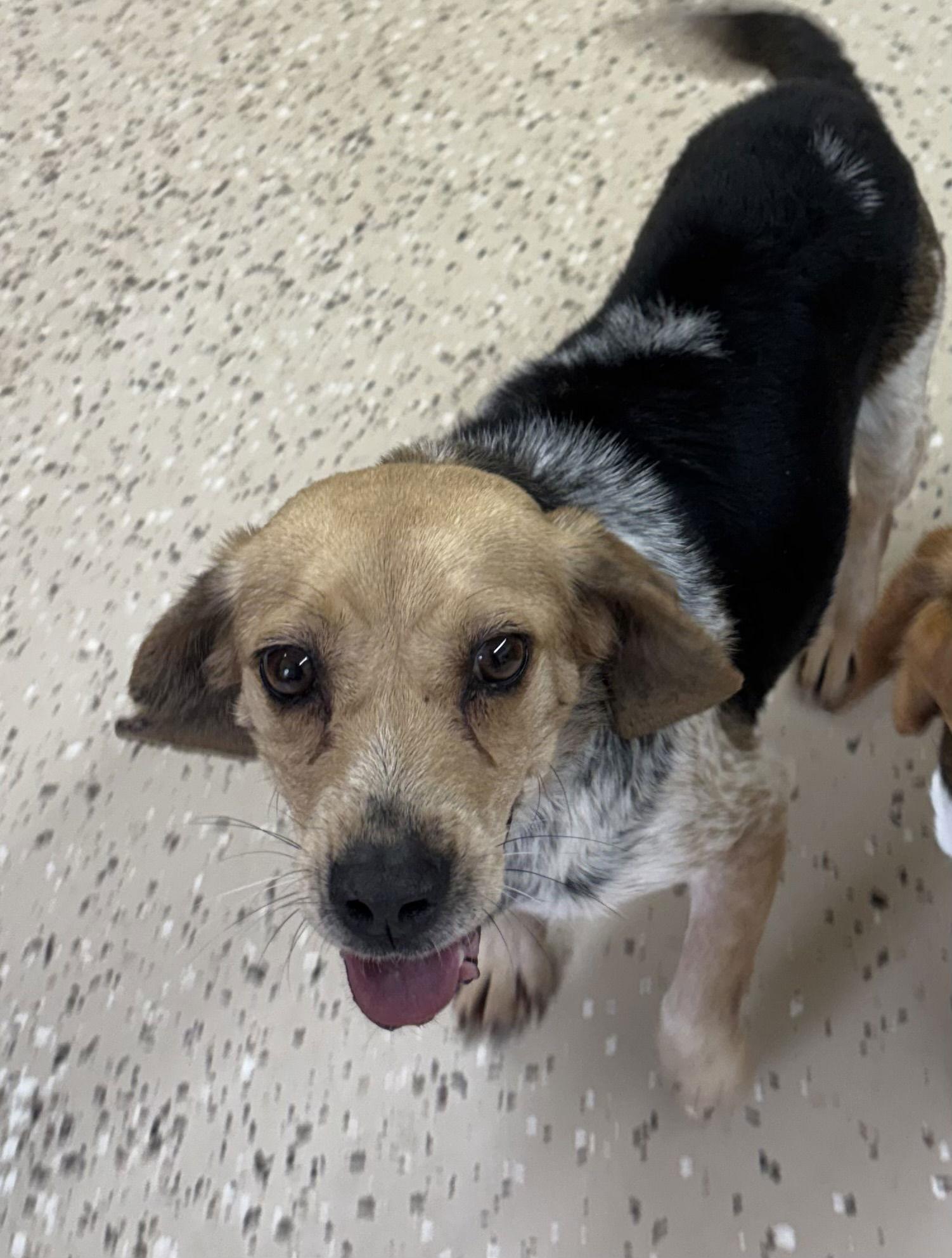 Dolly, a Adoptable Beagle in York, SC image 2/3