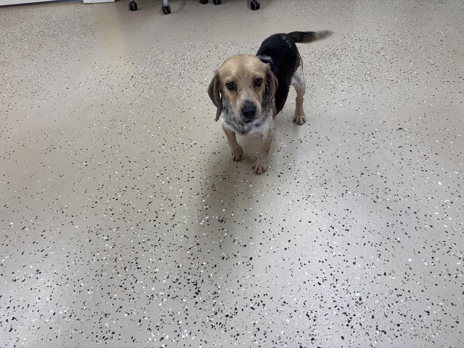 Dolly, a Adoptable Beagle in York, SC image 3/3