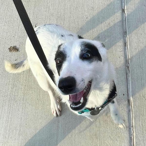 Tortellini, Adoptable, Young Female Australian Cattle Dog / Blue Heeler.