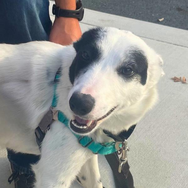 Enlarge Tortellini, a Adoptable mixed breed in Walnut Creek, CA image 2/2