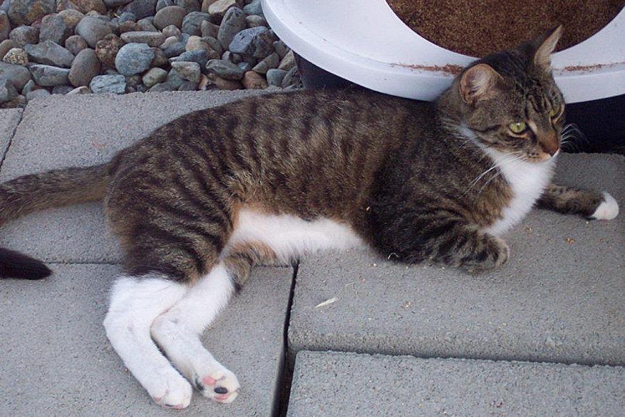 Meatball, a Adoptable Domestic Short Hair in Redding, CA image 3/6