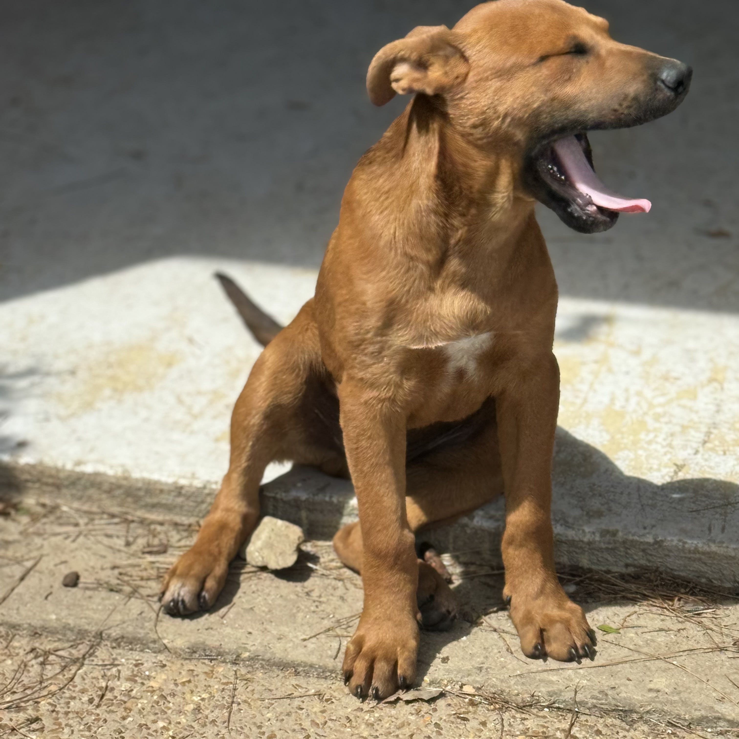 Enlarge Mark, a Adopted American Staffordshire Terrier in Holly Springs, MS image 1/5