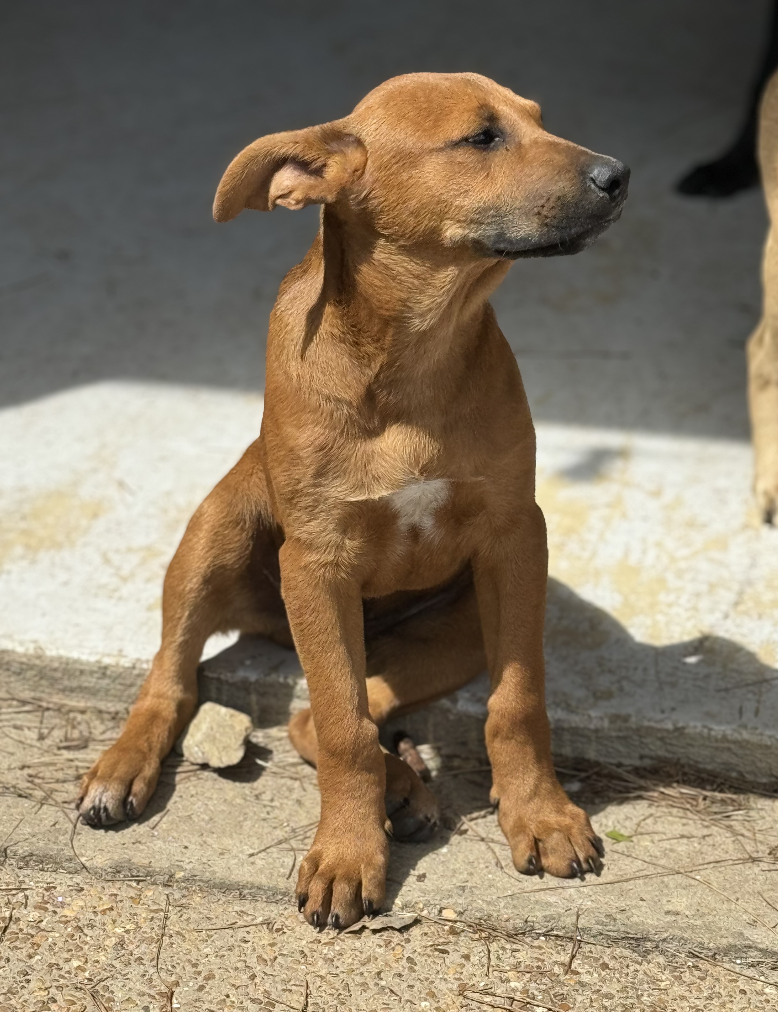 Enlarge Mark, a Adopted American Staffordshire Terrier in Holly Springs, MS image 2/5