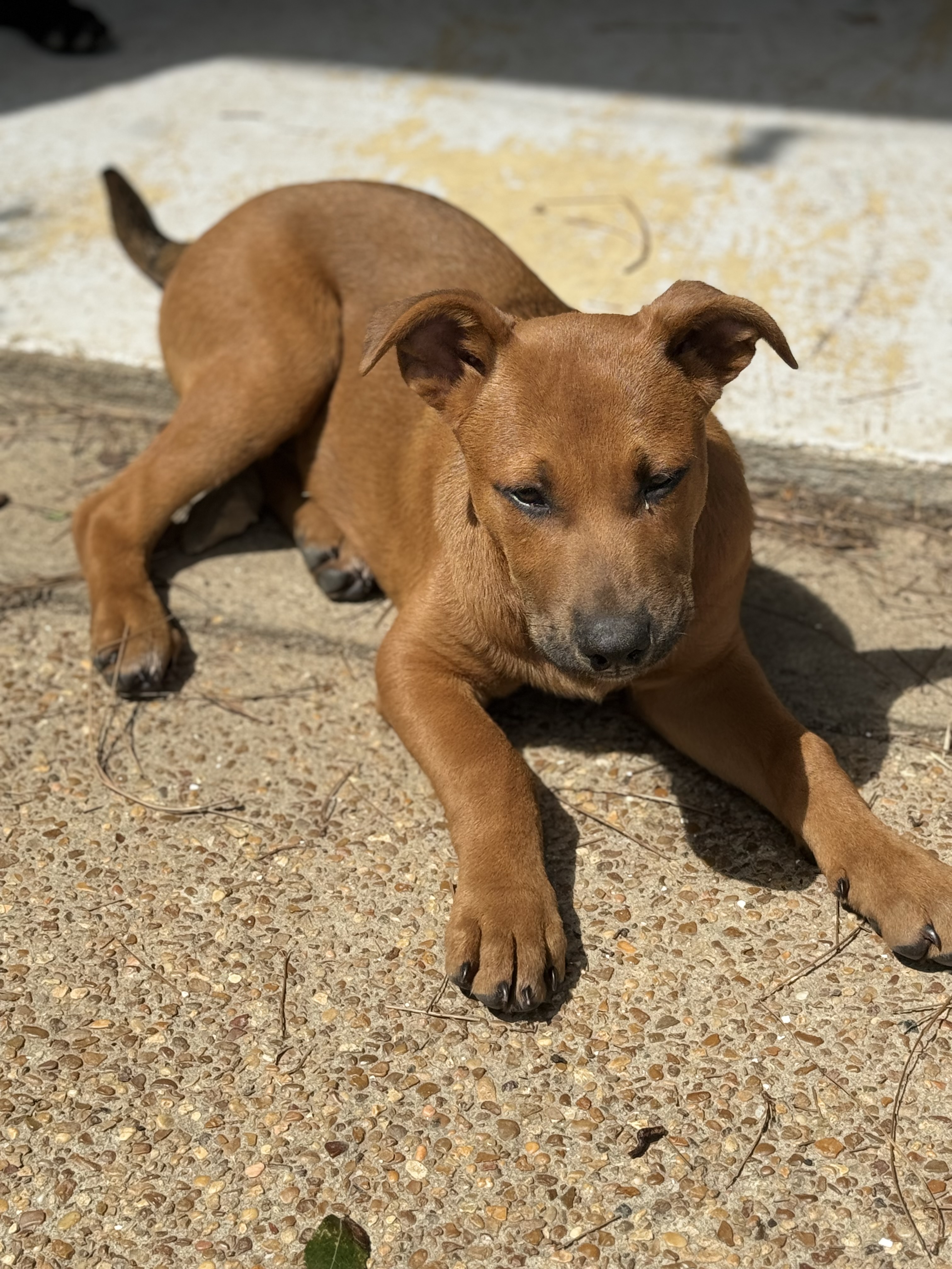 Enlarge Mark, a Adopted American Staffordshire Terrier in Holly Springs, MS image 3/5