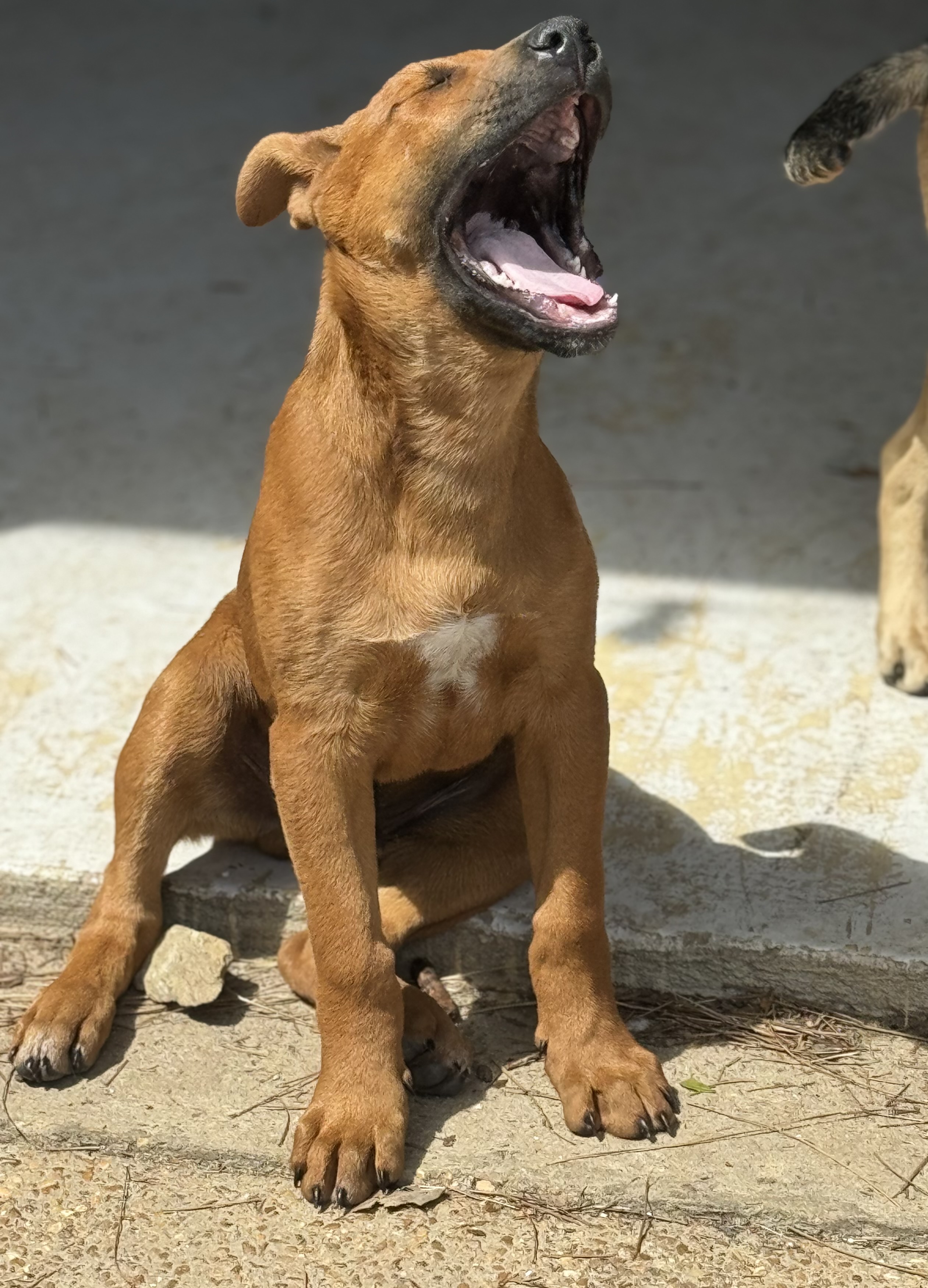 Enlarge Mark, a Adopted American Staffordshire Terrier in Holly Springs, MS image 4/5