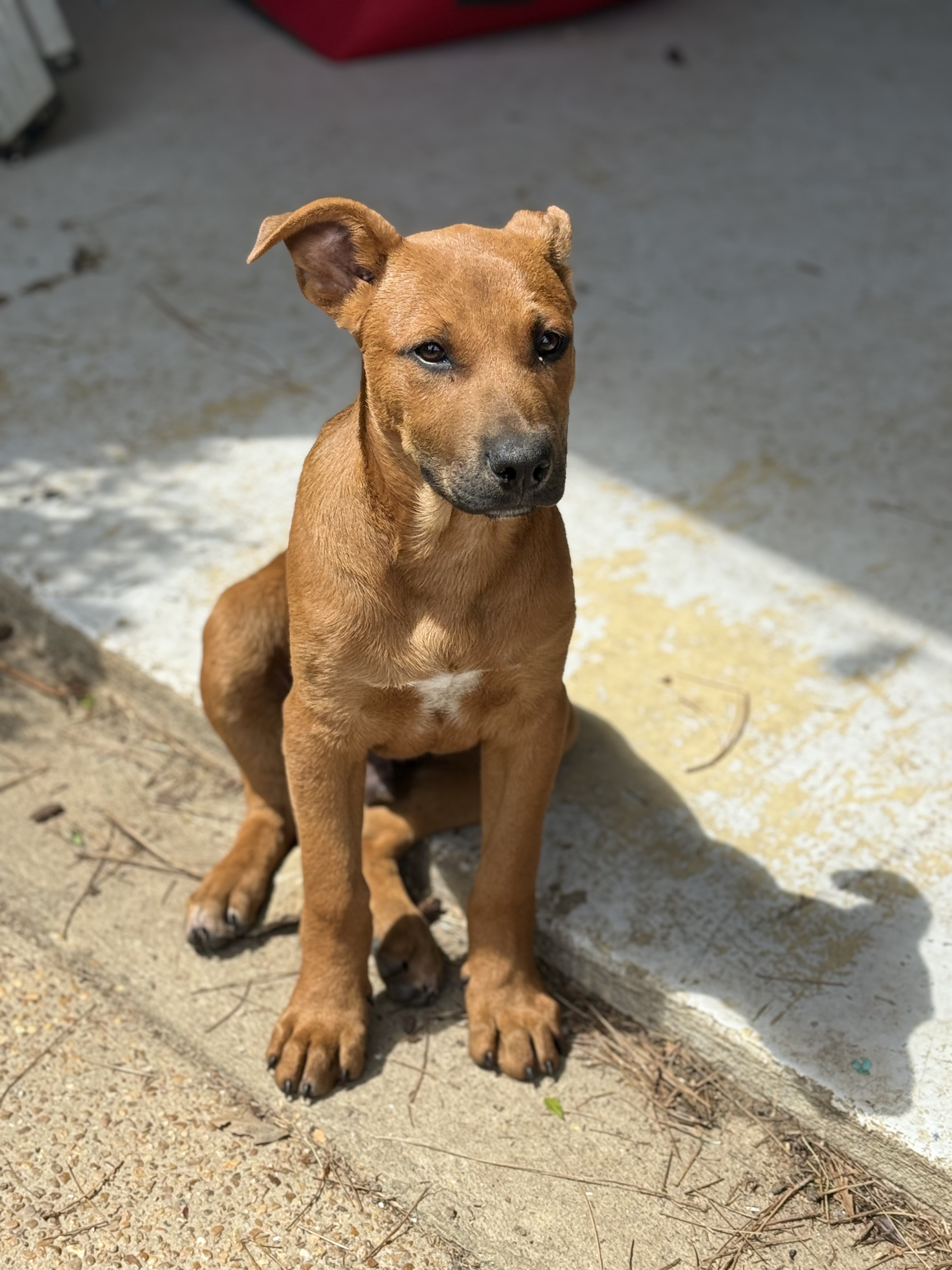 Enlarge Mark, a Adopted American Staffordshire Terrier in Holly Springs, MS image 5/5