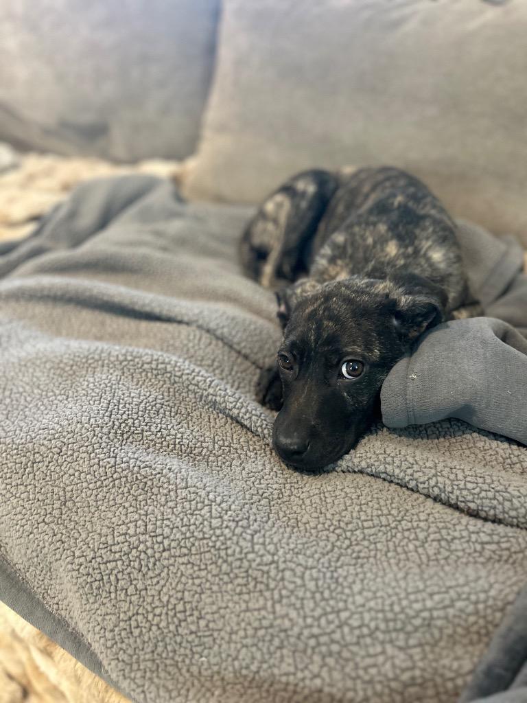 Motash, Adoptable, Puppy Female Cattle Dog.