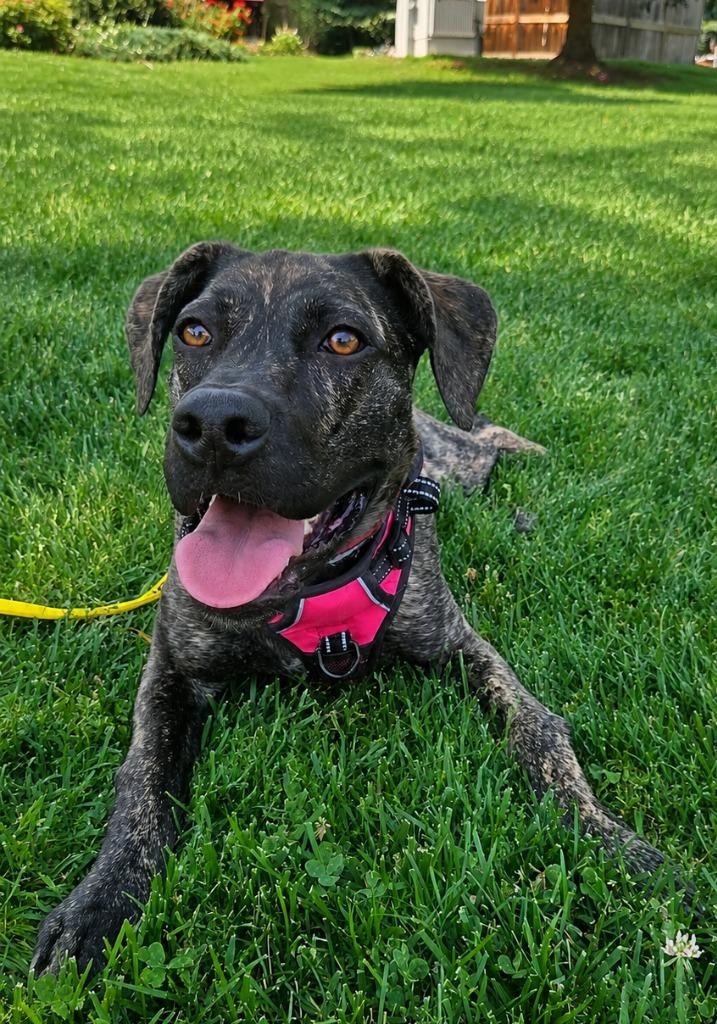 Enlarge Motash, a Adoptable mixed breed in Fort Lupton, CO image 2/6