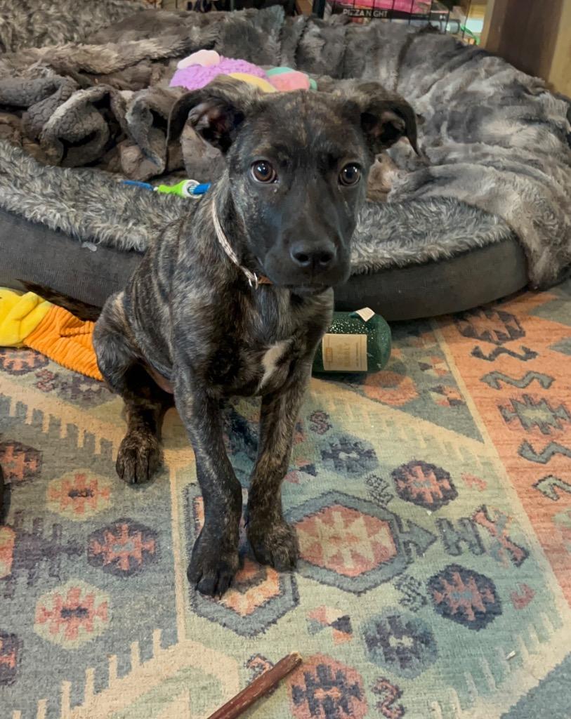 Enlarge Motash, a Adoptable mixed breed in Fort Lupton, CO image 3/6