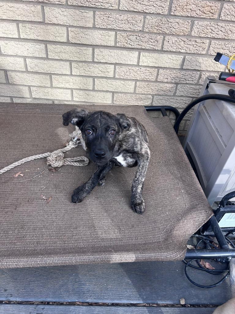 Enlarge Motash, a Adoptable mixed breed in Fort Lupton, CO image 4/6