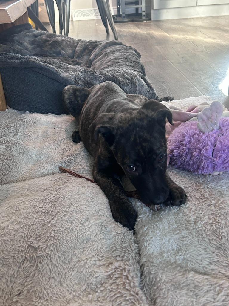 Enlarge Motash, a Adoptable mixed breed in Fort Lupton, CO image 5/6