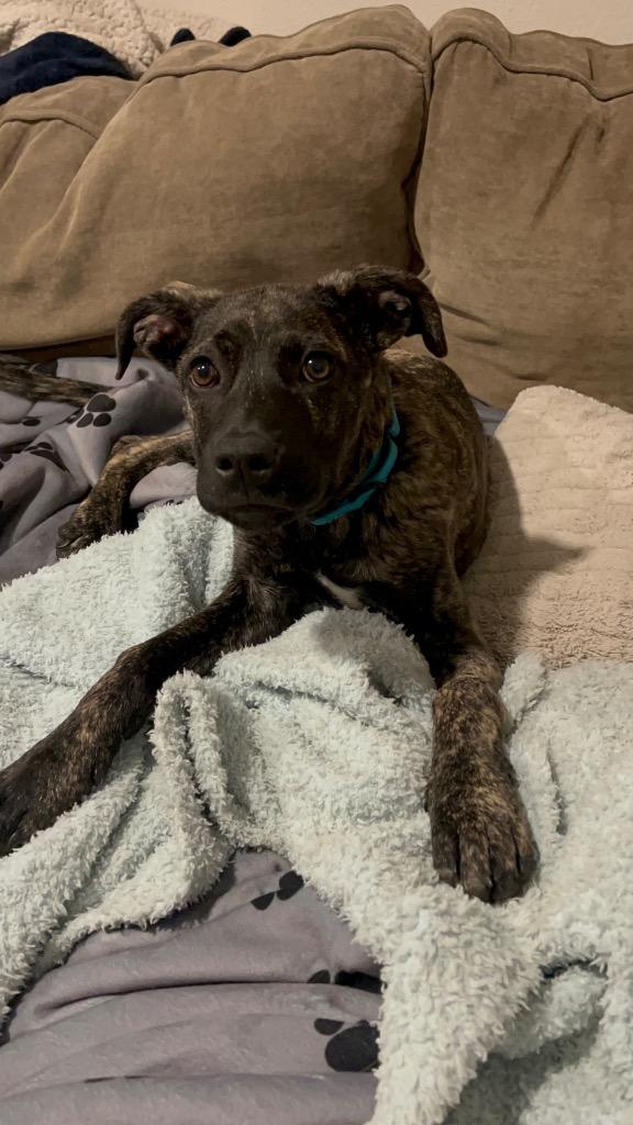 Enlarge Motash, a Adoptable mixed breed in Fort Lupton, CO image 6/6