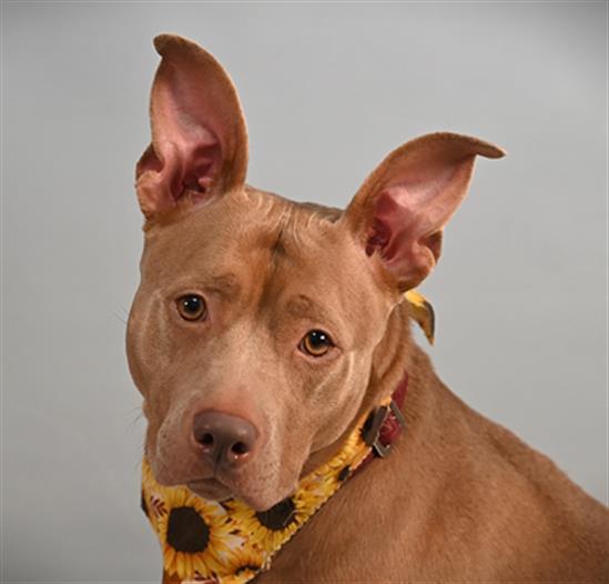 JELLY BEAN, Adoptable, Adult Female American Staffordshire Terrier & Mixed Breed.