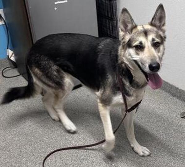 Mira, Adoptable, Adult Female Siberian Husky & German Shepherd Dog.