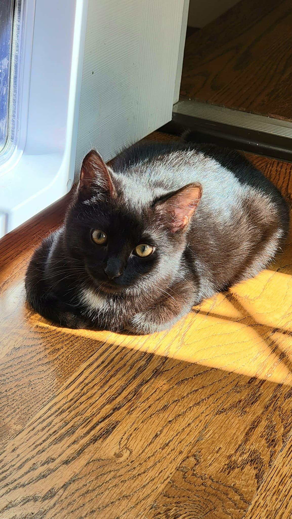 Enlarge Simon & Baxter! , a Adoptable mixed breed in Warwick, RI image 2/6