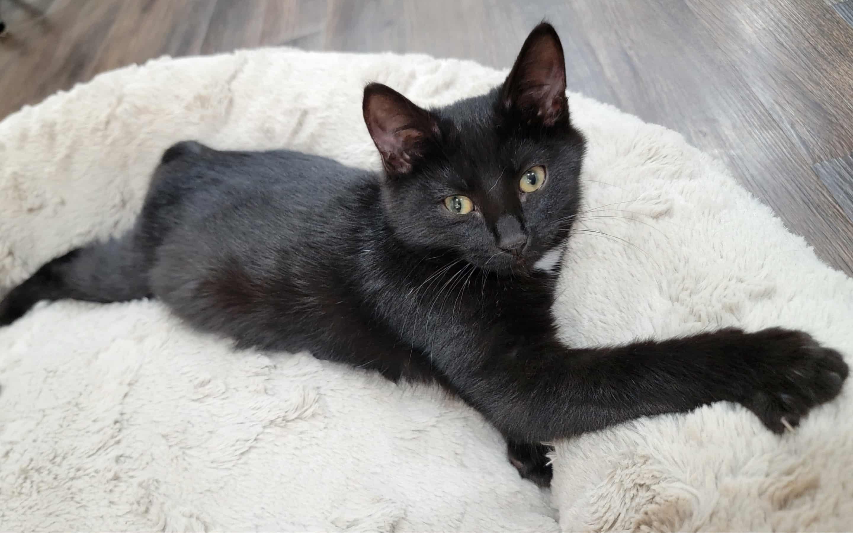 Enlarge Simon & Baxter! , a Adoptable mixed breed in Warwick, RI image 6/6