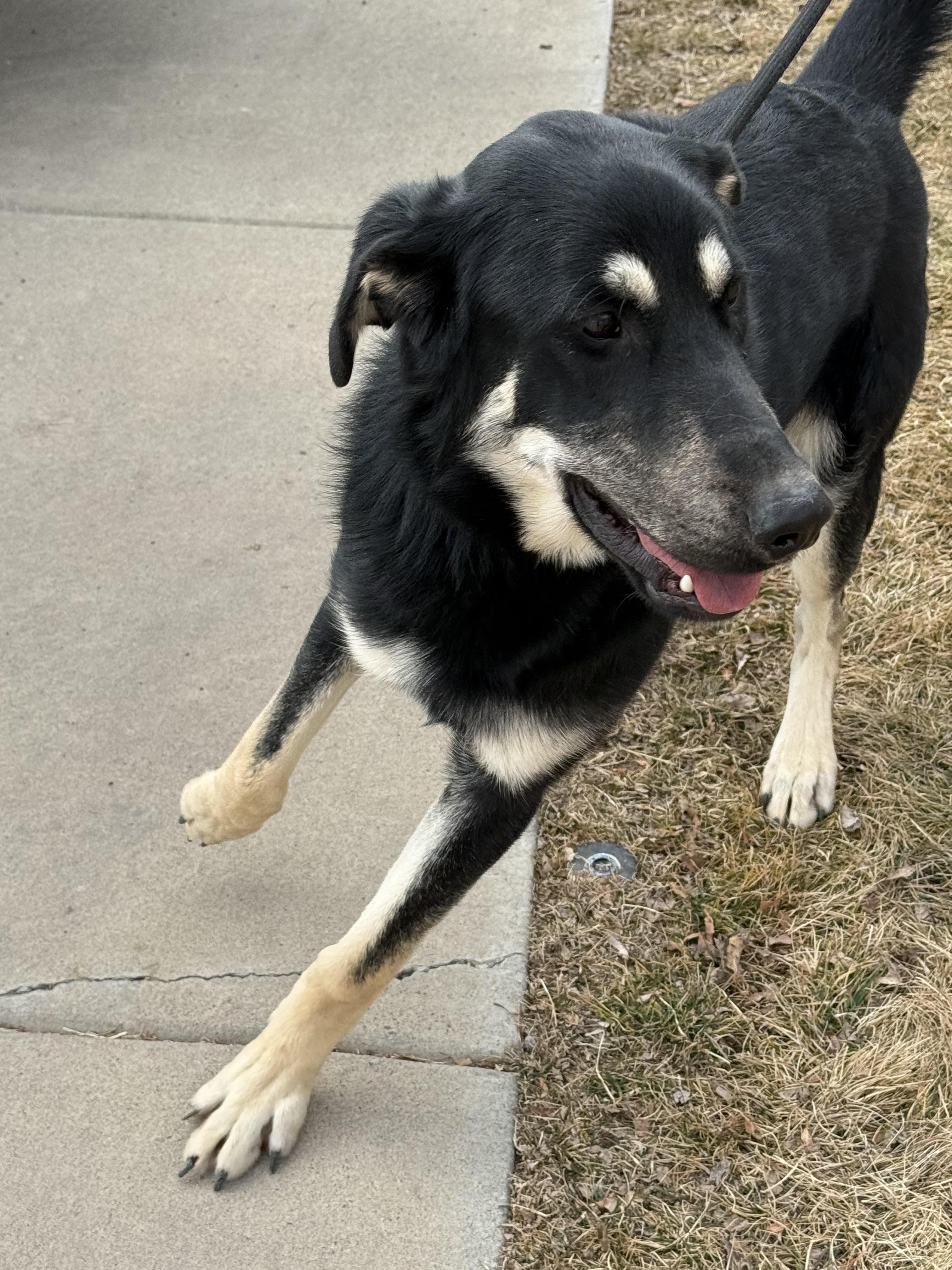 Benny , adopted, Young Male German Shepherd Dog.