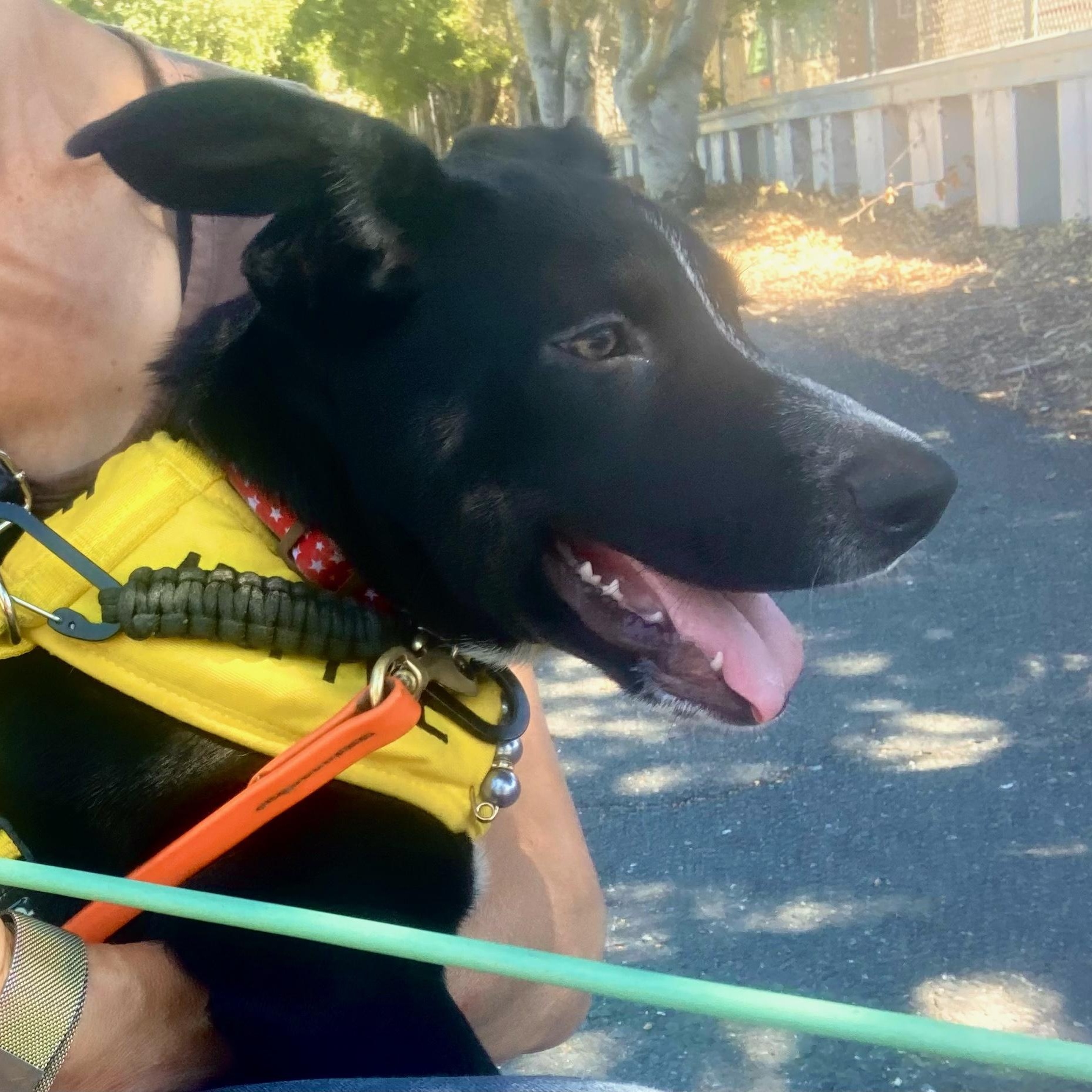 Reba, an adopted mixed breed in Emeryville, CA image 2/6