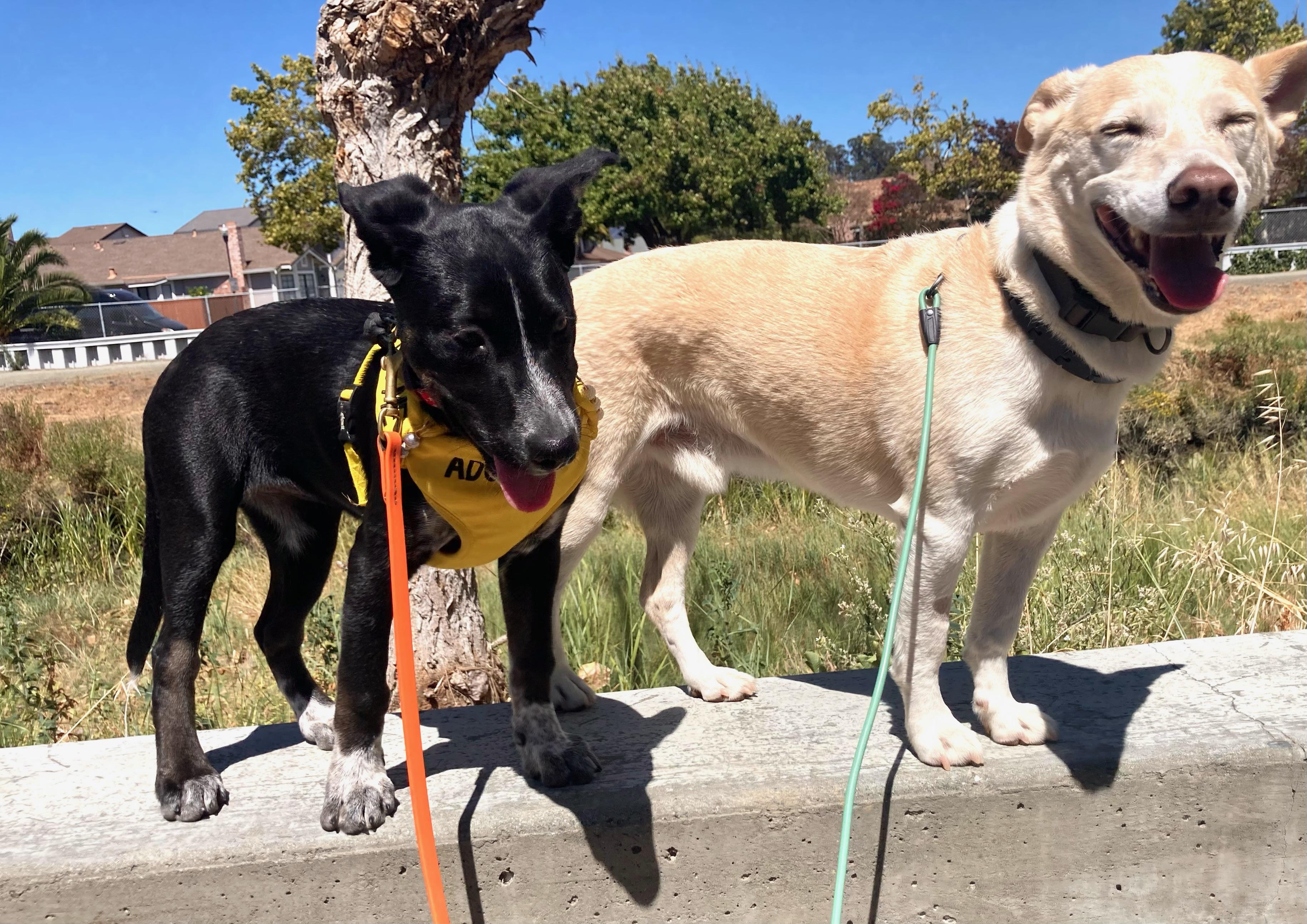 Reba, an adopted mixed breed in Emeryville, CA image 6/6