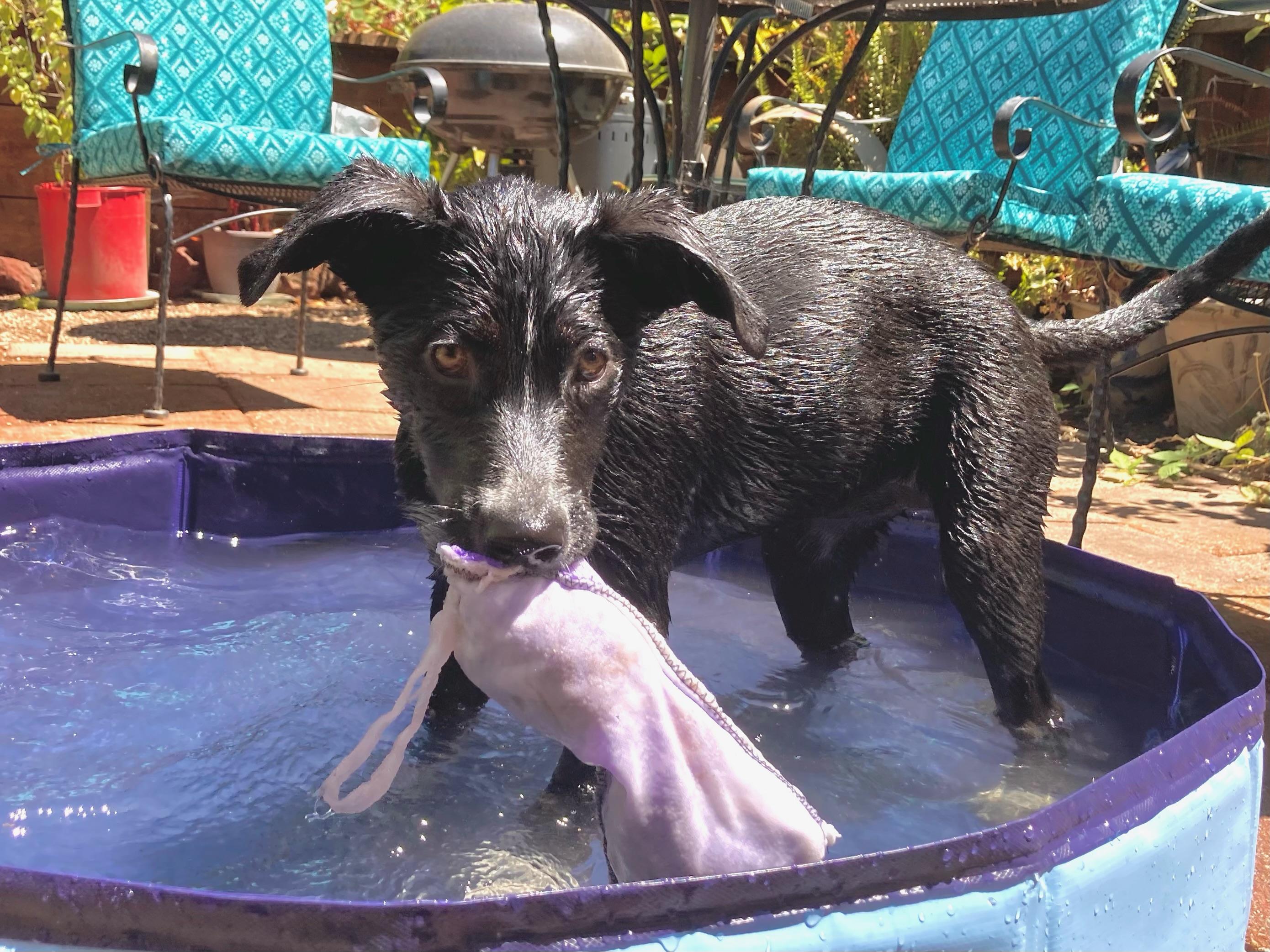 Reba, adopted, Puppy Female Pointer.