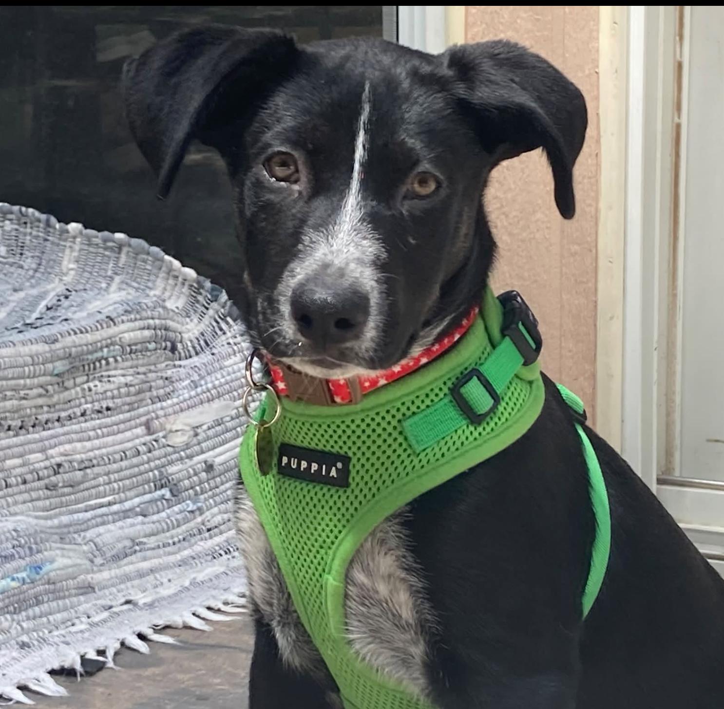 Reba, a Adoptable mixed breed in Emeryville, CA image 5/6