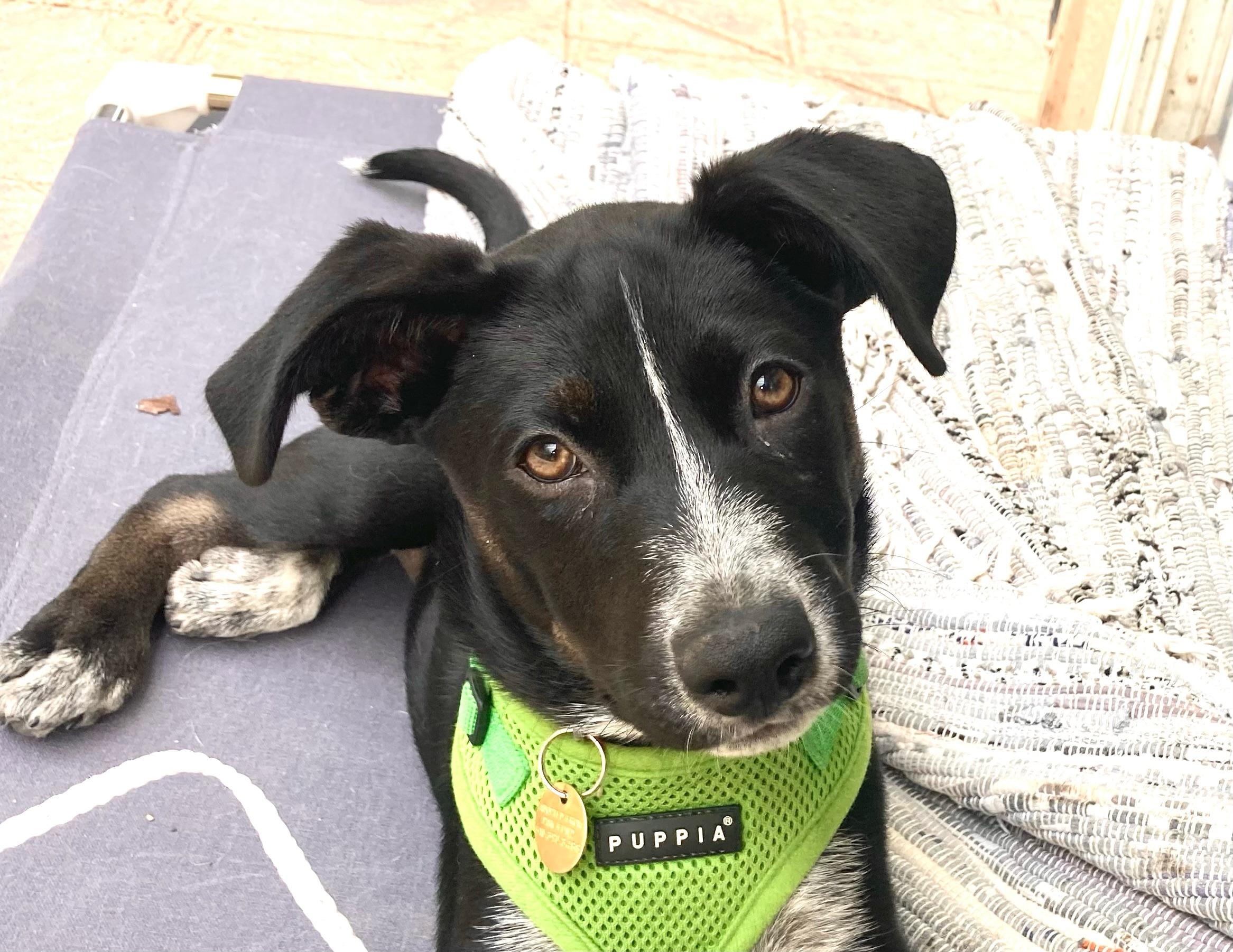 Reba, a Adoptable mixed breed in Emeryville, CA image 6/6