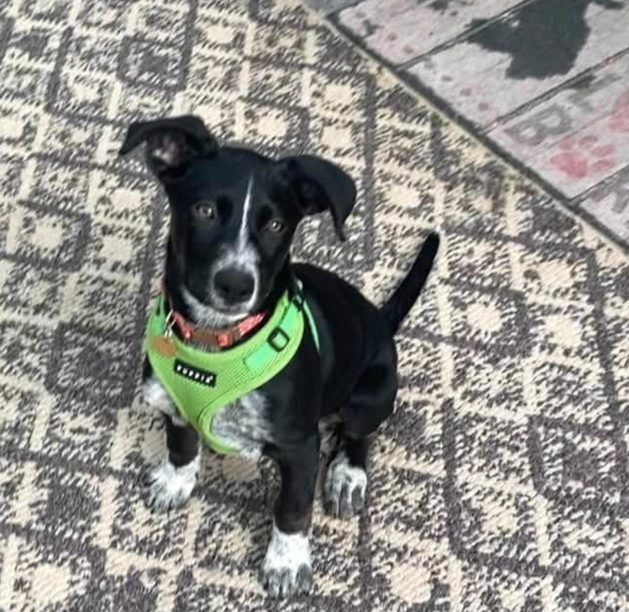 Reba, a Adoptable mixed breed in Emeryville, CA image 2/6