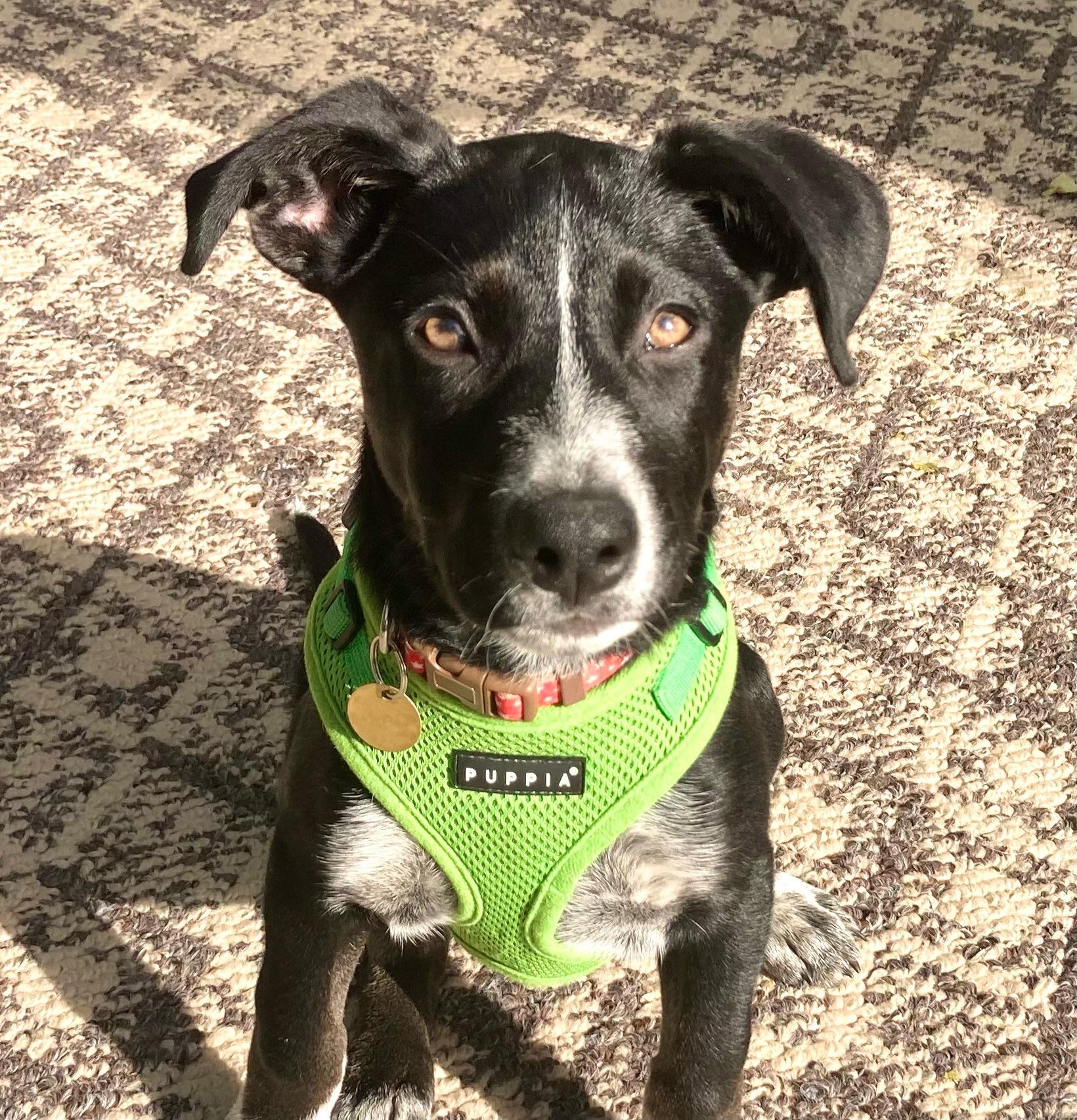 Reba, a Adoptable mixed breed in Emeryville, CA image 1/6