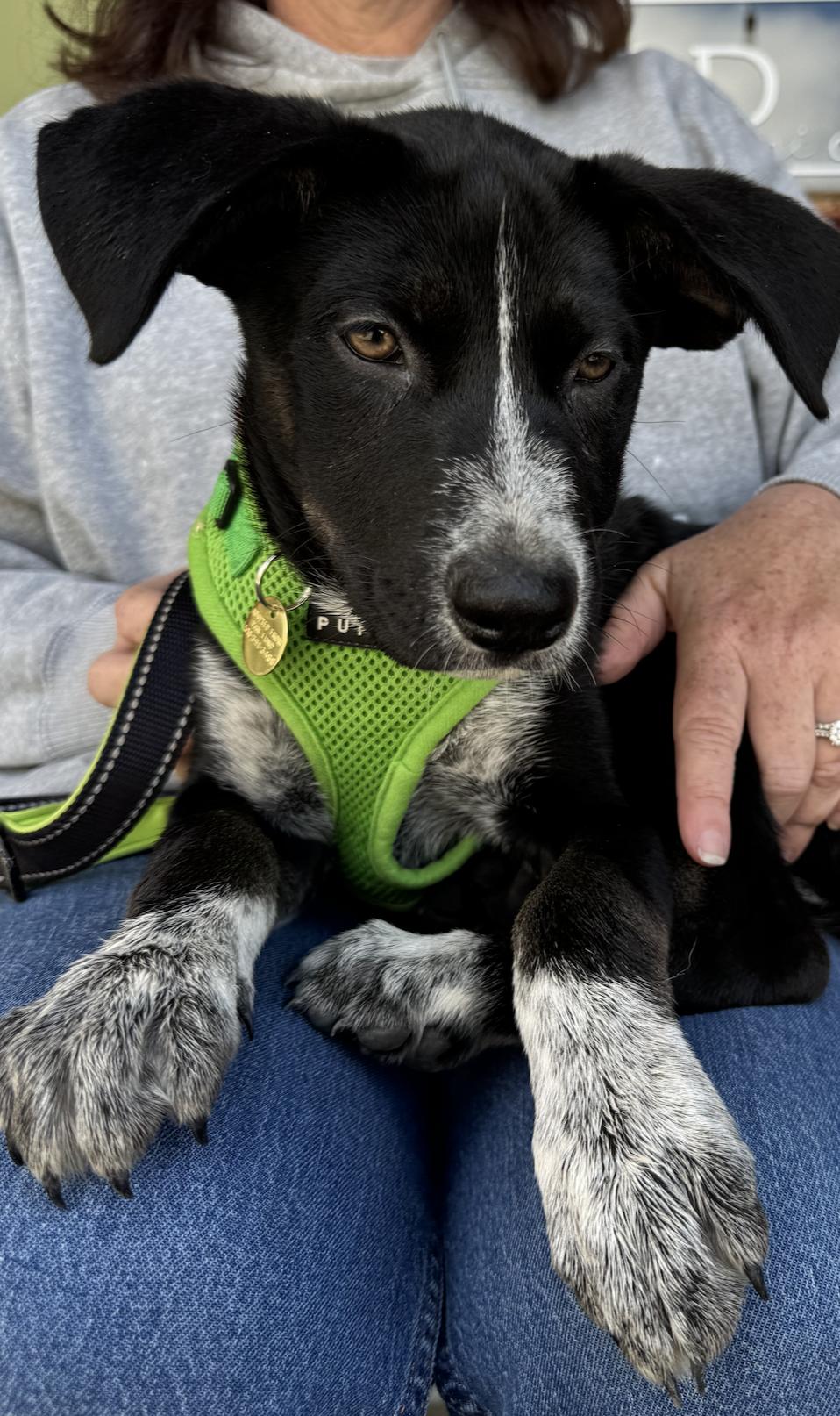 Reba, a Adoptable mixed breed in Emeryville, CA image 3/6