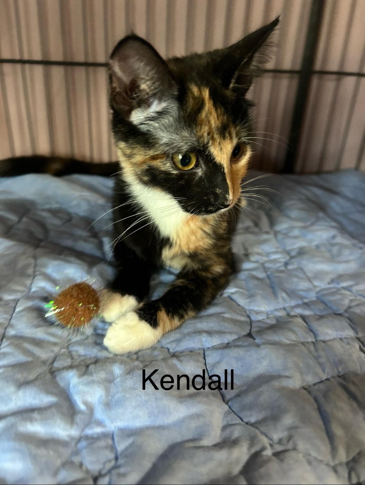 Kendall