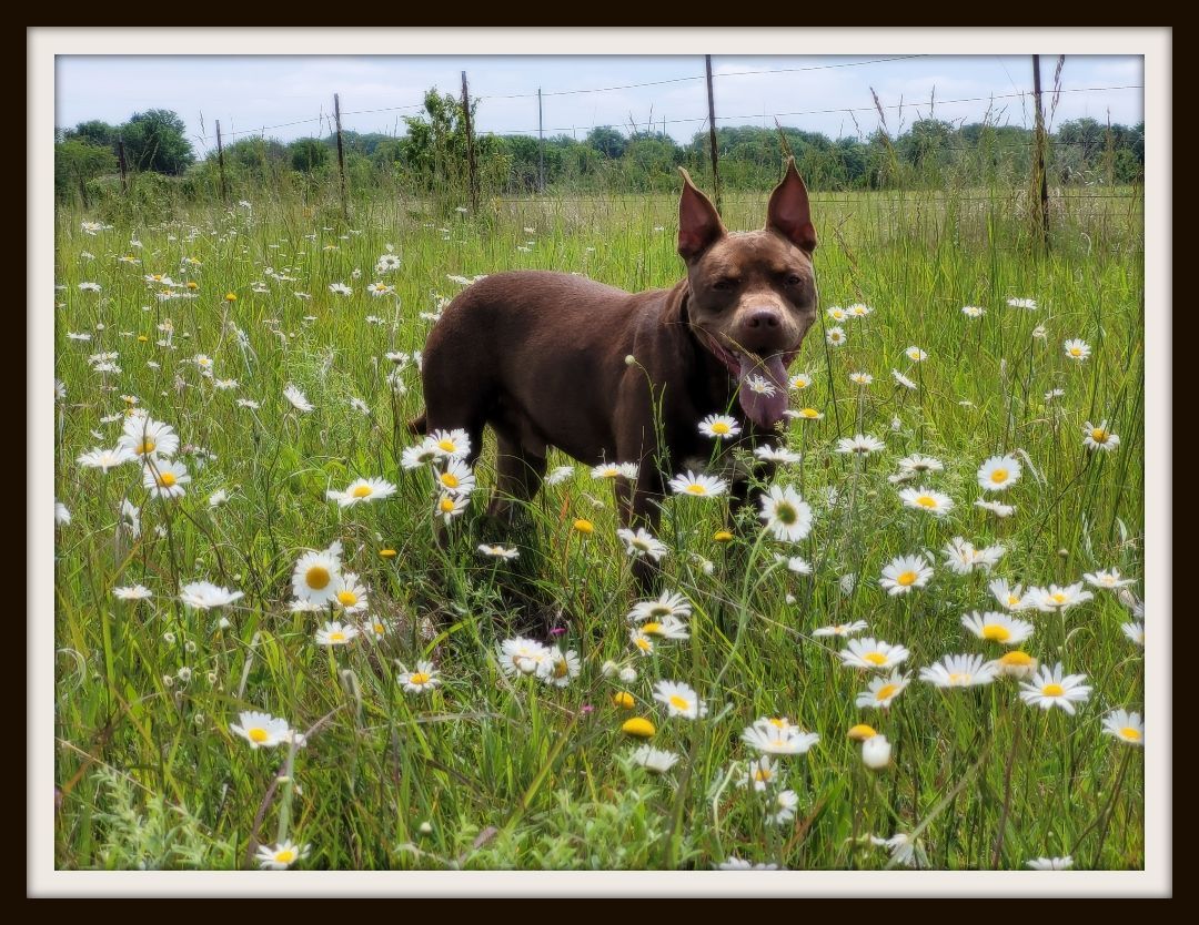 Cane, Adoptable, Young Male Pit Bull Terrier & Doberman Pinscher.