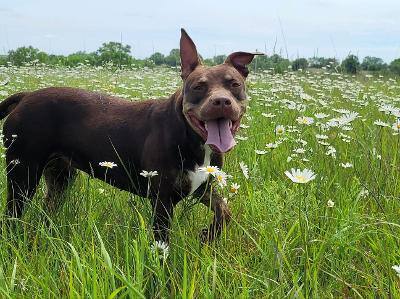 Cane, a Adoptable mixed breed in Auburn, KS image 2/4