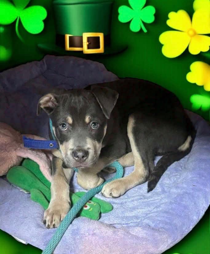 Enlarge Bear, a Adoptable Terrier in New Manchester, WV image 1/4