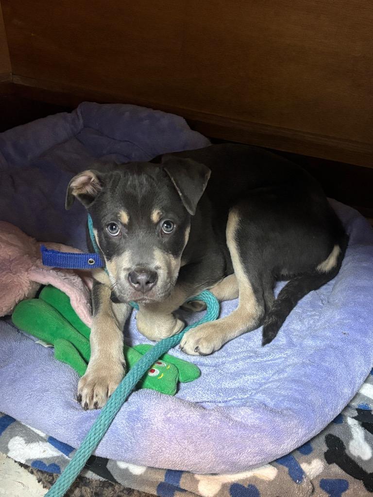 Enlarge Bear, a Adoptable Terrier in New Manchester, WV image 3/4