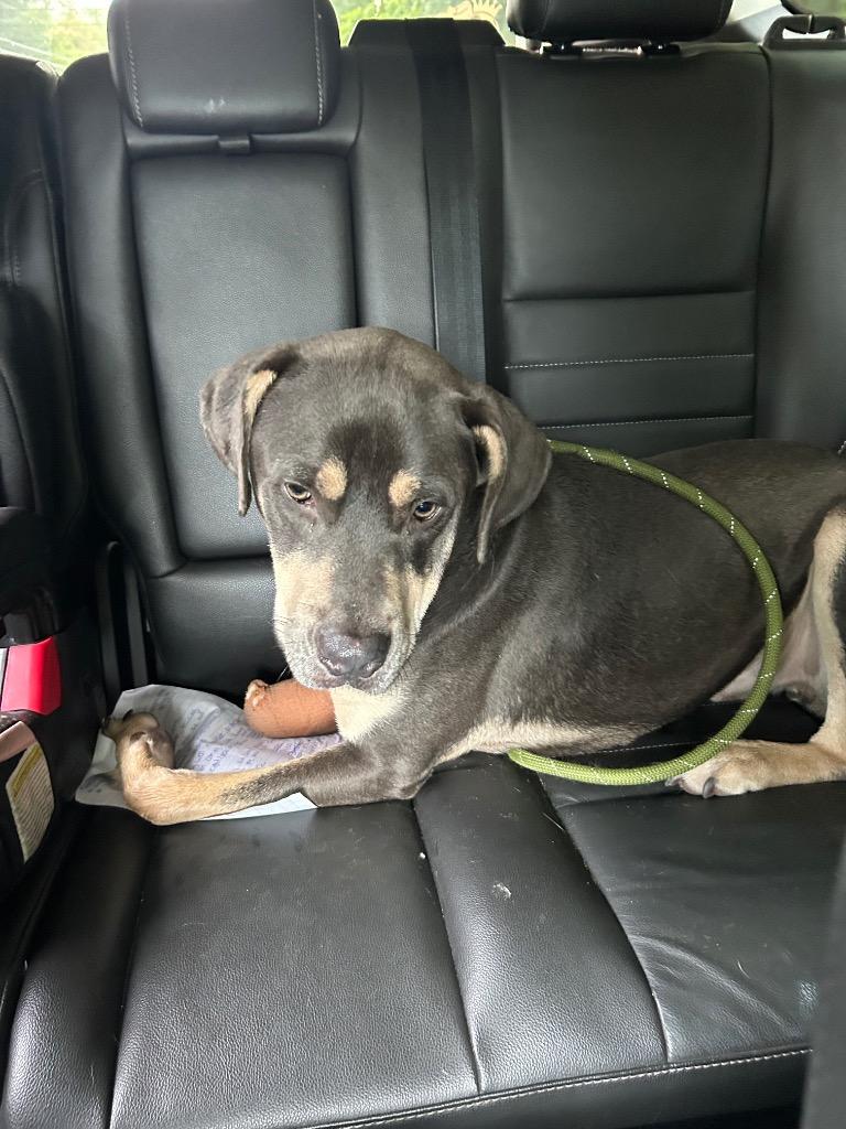 Enlarge Bear, a Adoptable Terrier in New Manchester, WV image 4/4