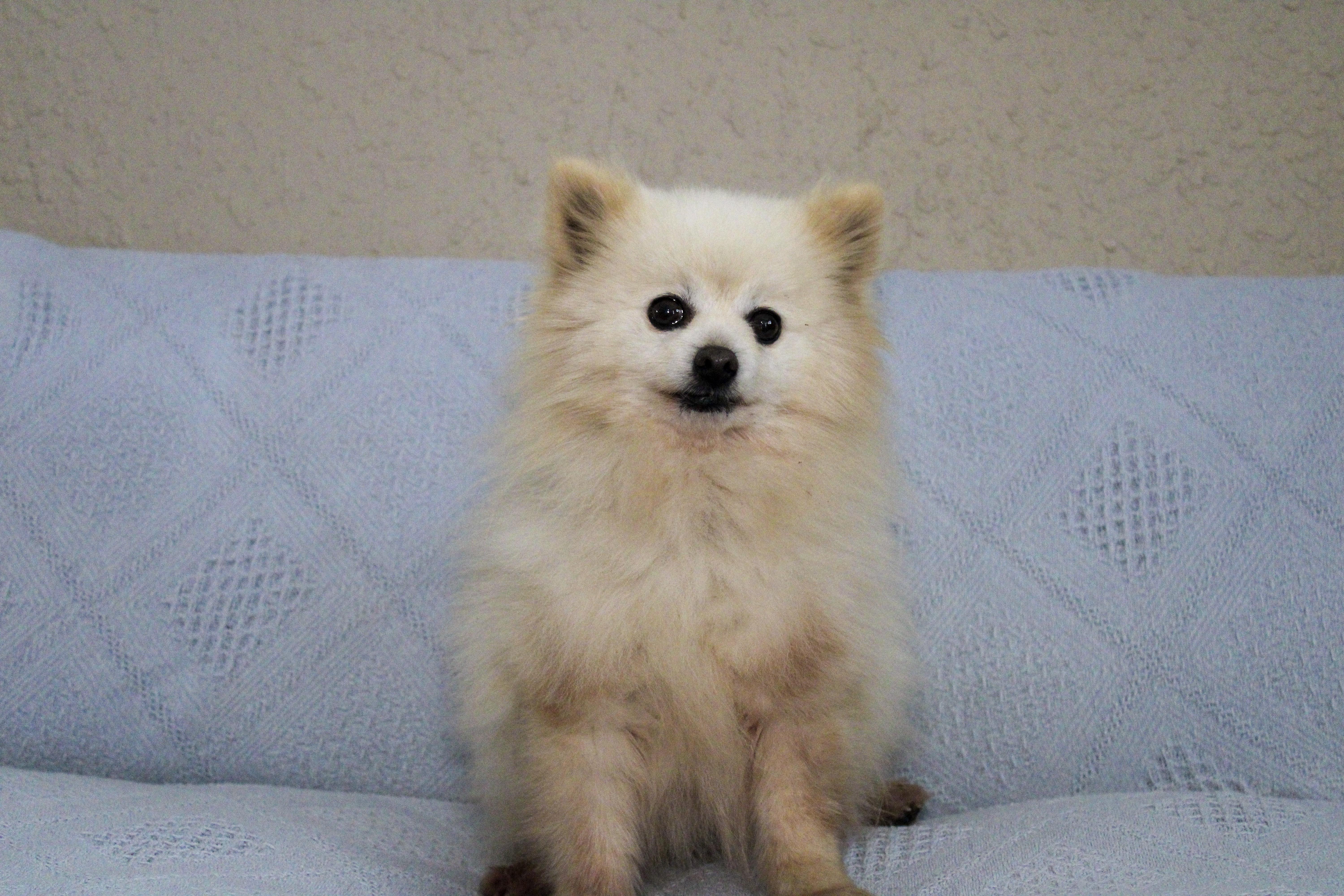 Laddy, ADOPTABLE, Adult Male Pomeranian.