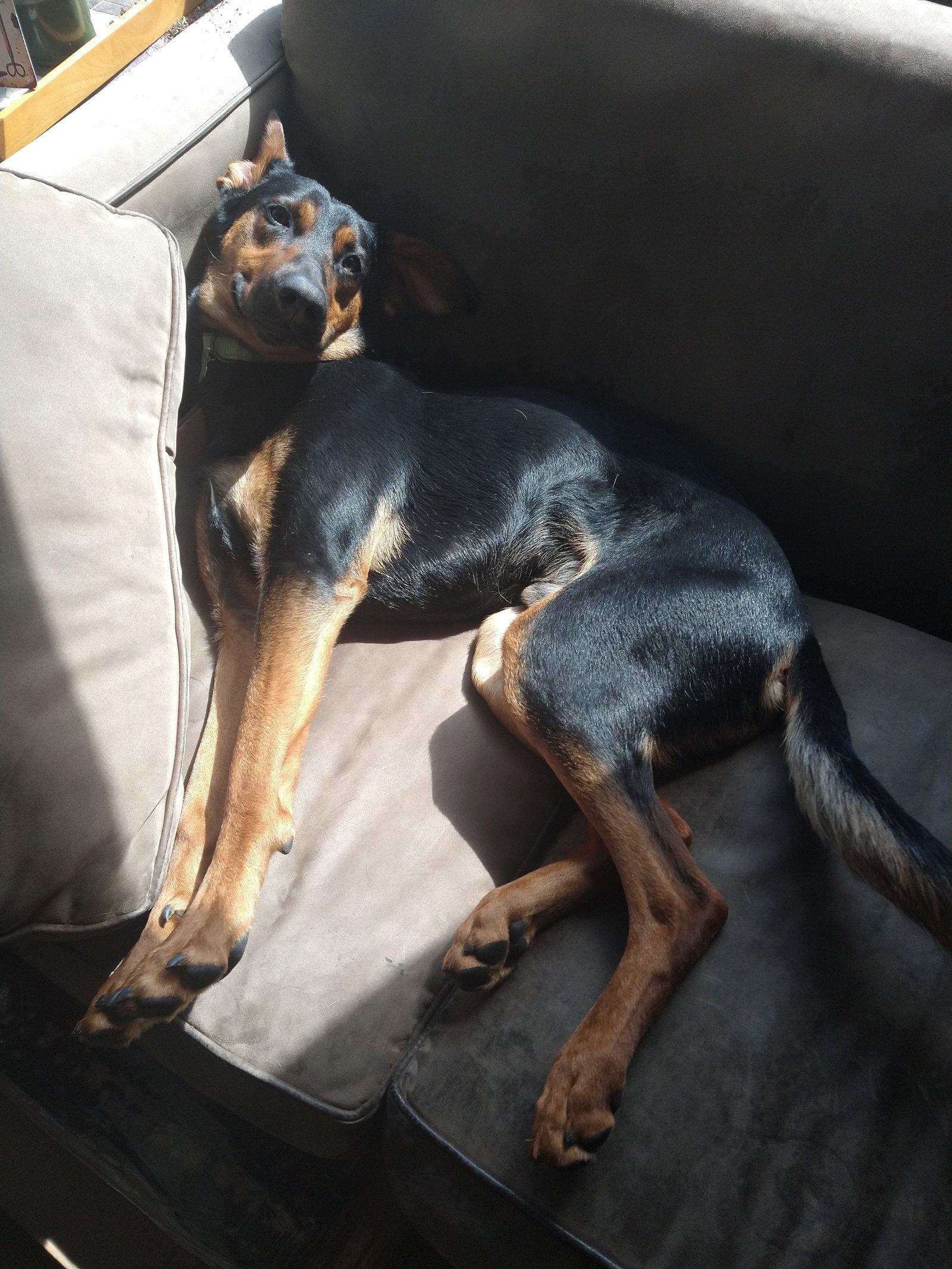 Alfalfa, Adoptable, Young Male Doberman Pinscher.