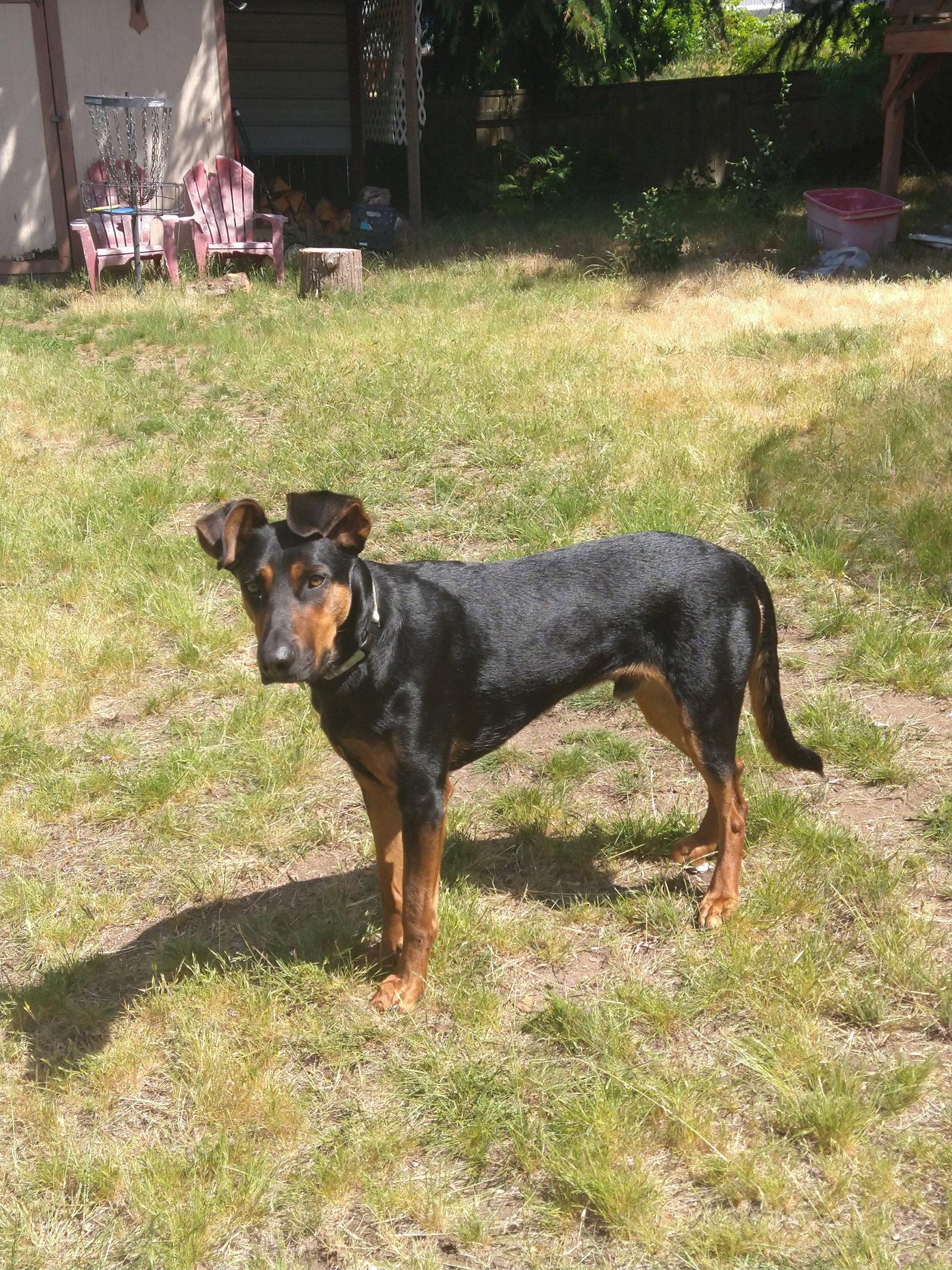 Alfalfa, Adoptable, Young Male Doberman Pinscher.
