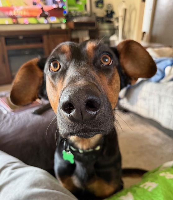 Enlarge Alfalfa, a Adoptable Doberman Pinscher in Bothell, WA image 2/3