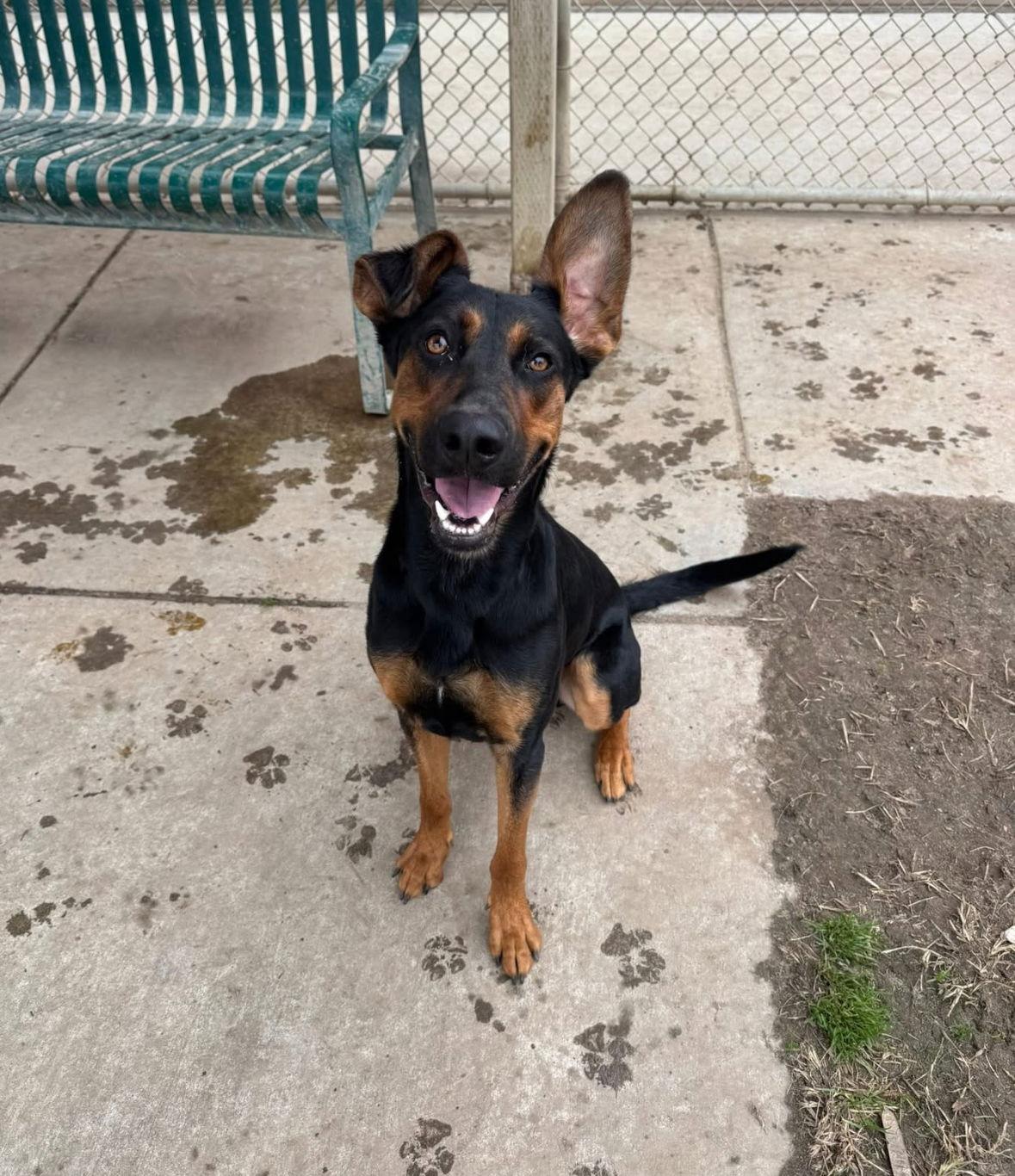 Enlarge Alfalfa, a Adoptable Doberman Pinscher in Bothell, WA image 3/3