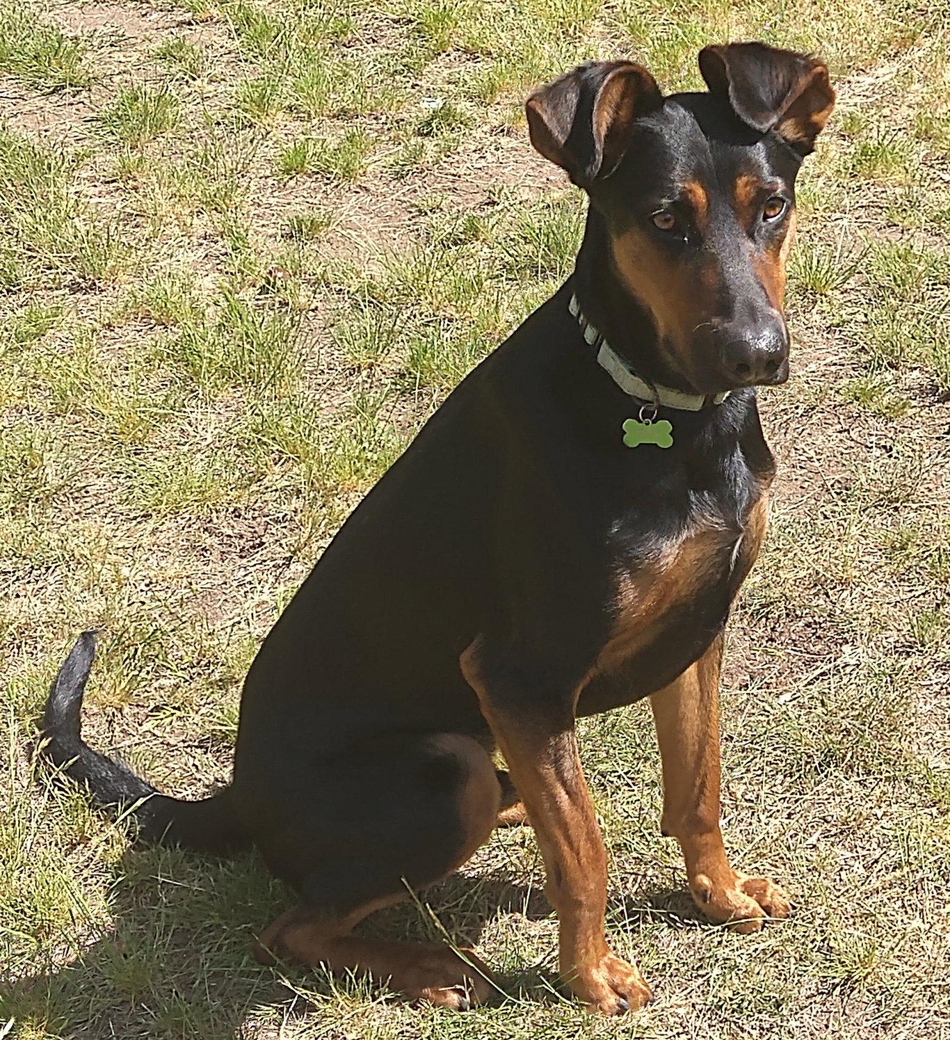 Enlarge Alfalfa, a Adoptable Doberman Pinscher in Bothell, WA image 3/3
