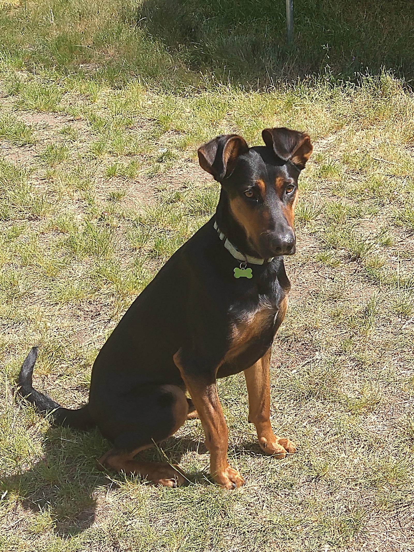 Alfalfa, a Adoptable Doberman Pinscher in Bothell, WA image 3/3