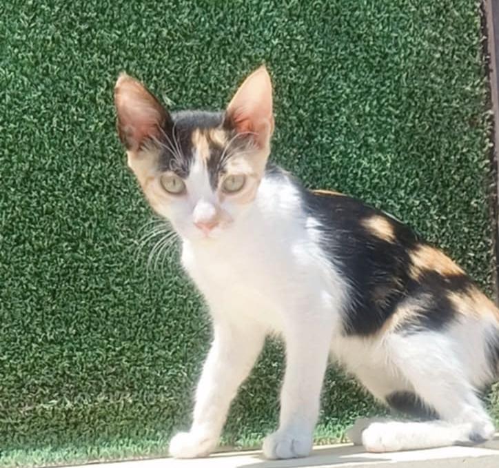 Gyptee, Baby Female unknown