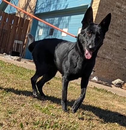 Enlarge Jackie-O, a ADOPTABLE German Shepherd Dog in Dallas, TX image 6/6