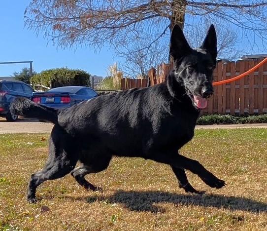 Enlarge Jackie-O, a ADOPTABLE German Shepherd Dog in Dallas, TX image 1/6