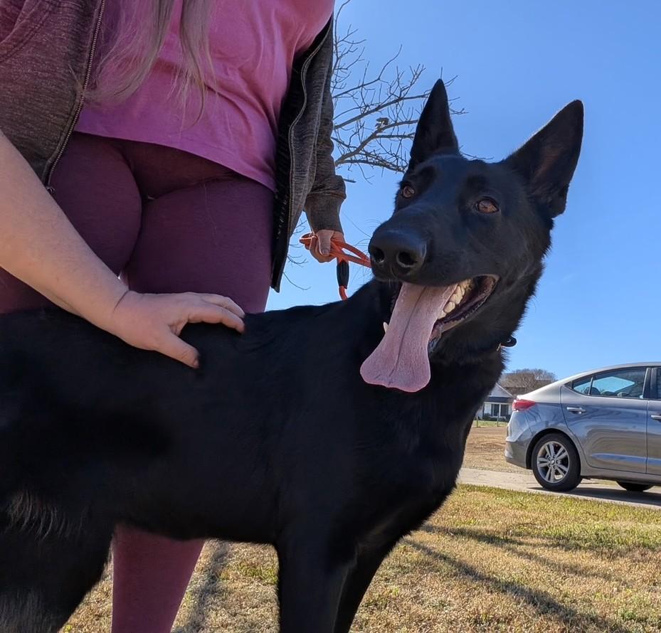 Enlarge Jackie-O, a ADOPTABLE German Shepherd Dog in Dallas, TX image 4/6