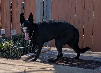 Enlarge Jackie-O, a ADOPTABLE German Shepherd Dog in Dallas, TX image 2/6
